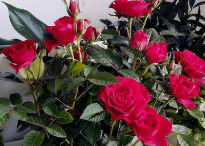 玫瑰花要施什么肥料