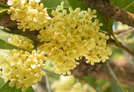 桂花种子什么时候播种
