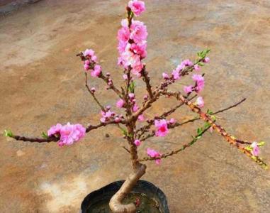 桃花盆栽养殖方法
