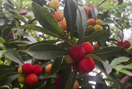 杨梅树枝生根快方法
