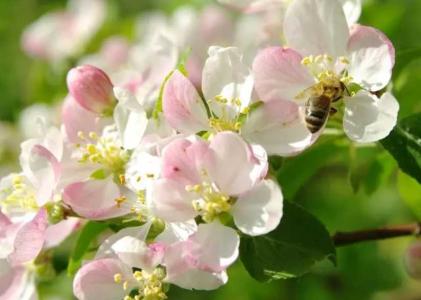 烂苹果花如何进行施肥