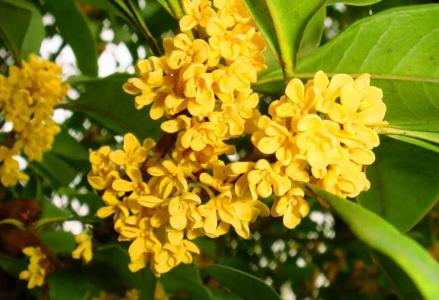 桂花树下雪能冻死吗