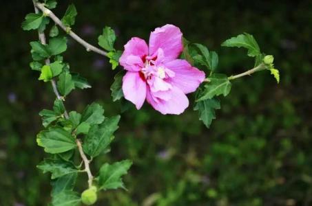 木槿花换盆后叶子发蔫怎么办