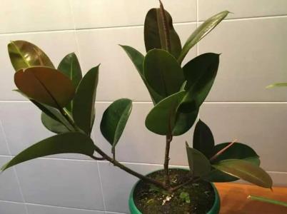 盆栽橡皮树用什么肥