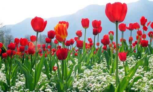 郁金香的花期