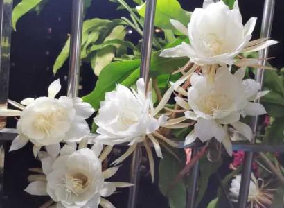 室内养昙花有什么好处