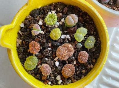 石生花移植必须修根吗