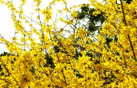 迎春花怎么养怎样浇水