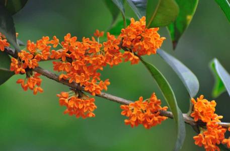 桂花可以浇茶叶水吗