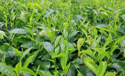 茶树几年能接茶籽
