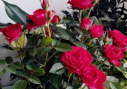 玫瑰花怎么栽