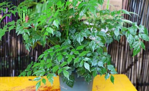 怎样种好幸福树