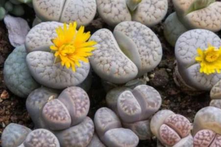生石花怎么种最好