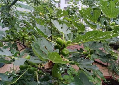 盆栽无花果施肥时间和方法