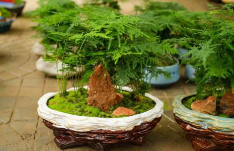 文竹花盆怎么选