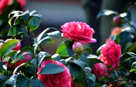 茶花多久浇一次水最好