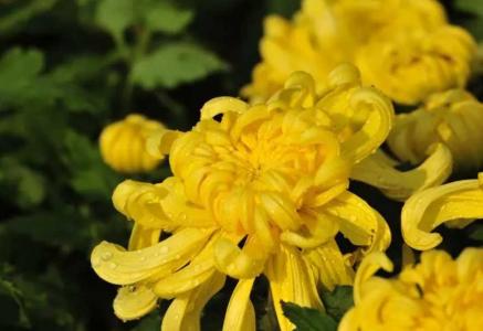 菊花每天都要浇水吗