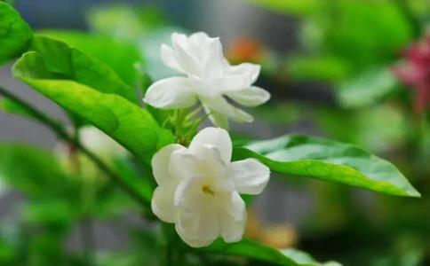 茉莉几月开花