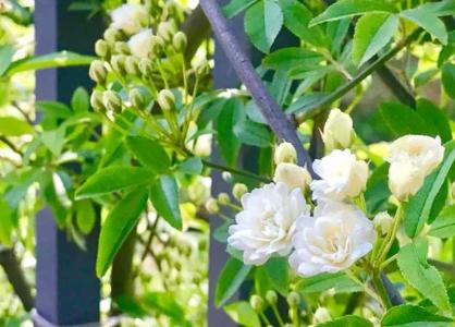 木香花耐阴吗