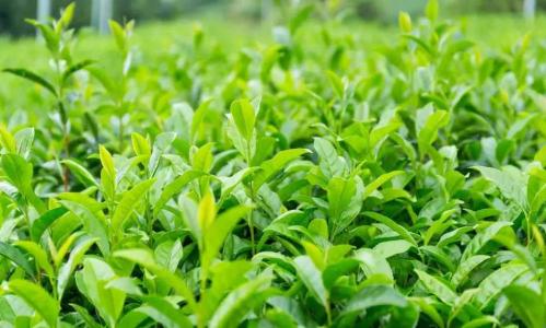 什么季节种茶树最好