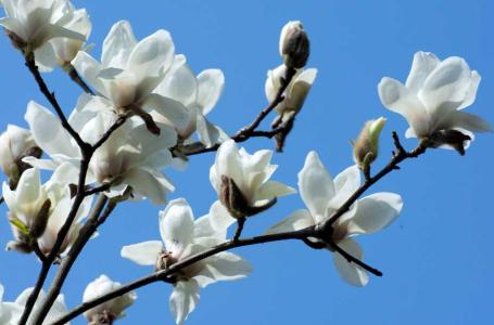 玉兰花可以在室内养殖吗