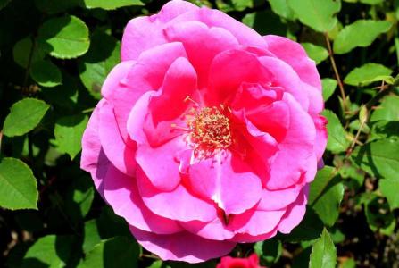 月季花零下多少度能冻死