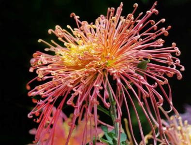 菊花适合什么季节栽种