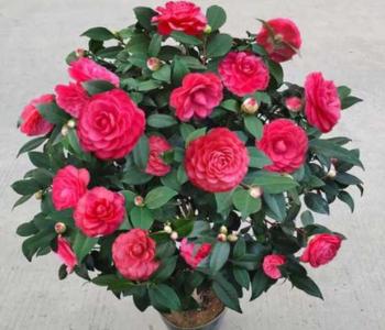 盆栽茶花怎么养