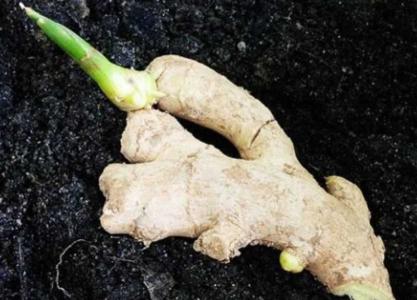 在家花盆如何种姜