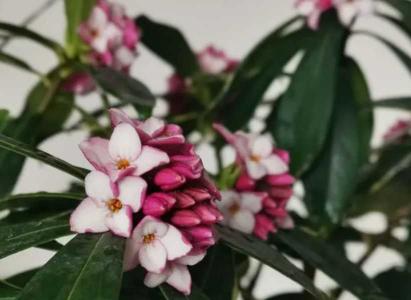 秋天瑞香花需不需要施肥