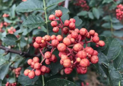 花椒结果时间