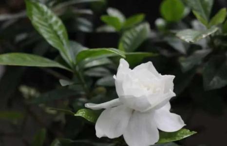 栀子花专用营养液