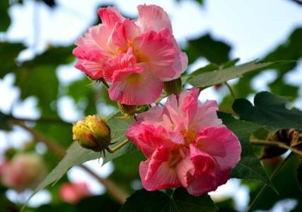 芙蓉花几天浇一次水最佳
