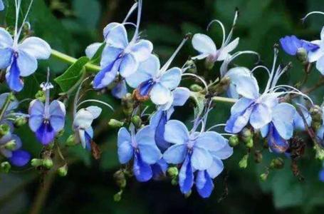 蓝蝴蝶花可以天天喝吗