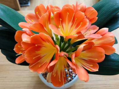 君子兰花籽怎么种植