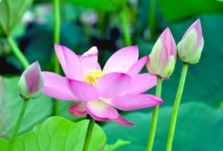 种莲花可以水培不放土吗