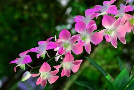 兰花种10天有变化吗