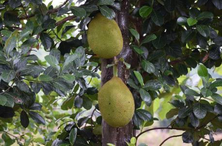 菠萝蜜长在树上哪个部位