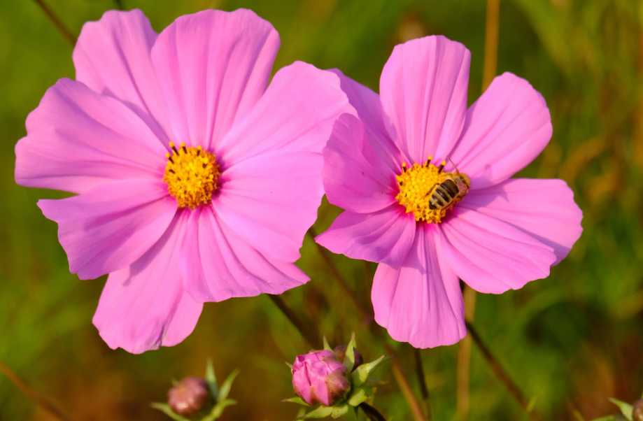 秋英花.png