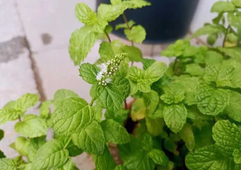 薄荷开花.png