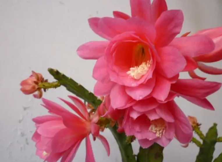 仙人剑花.png
