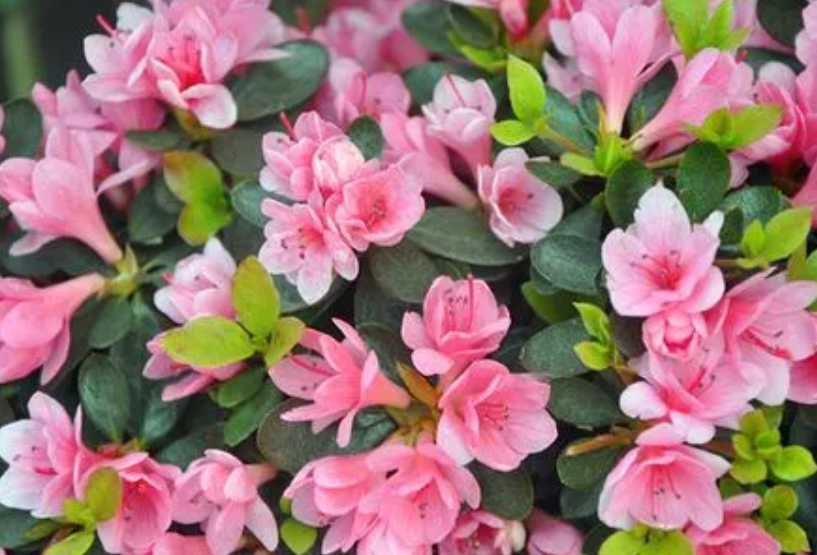 蜡皮杜鹃花.png