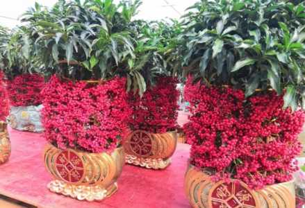 金玉满堂花几月份开花
