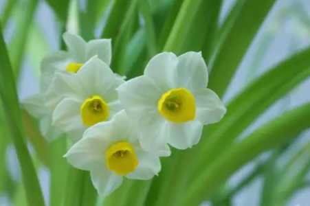 水仙花的栽培养殖技术