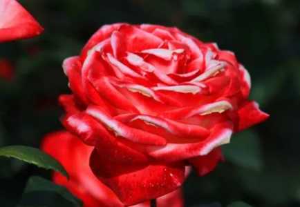月季花在广东适应生长吗