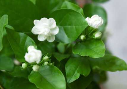 茉莉花扦插水培好还是土培好