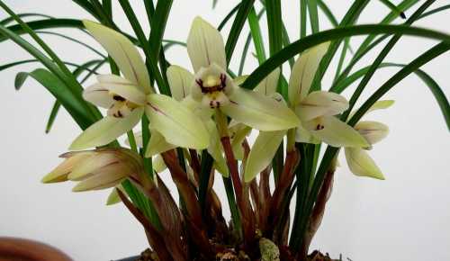 兰花什么季节施肥