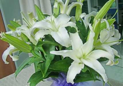 百合花从发芽到开花需要多长时间