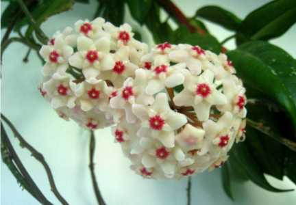 球兰怎么修剪让它多开花