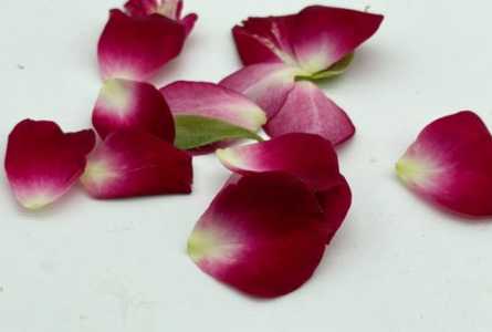 月季花瓣怎么做成肥料